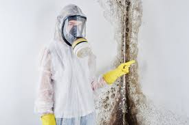 Best Black Mold Removal in Alton, IL